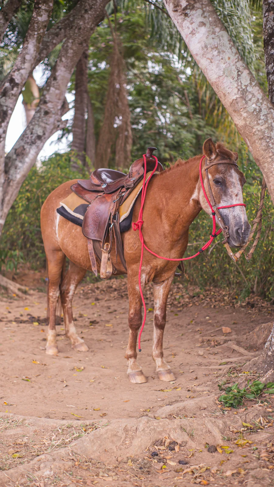 Cavalo selado no pasto do Hotel Fazenda Minas Real
